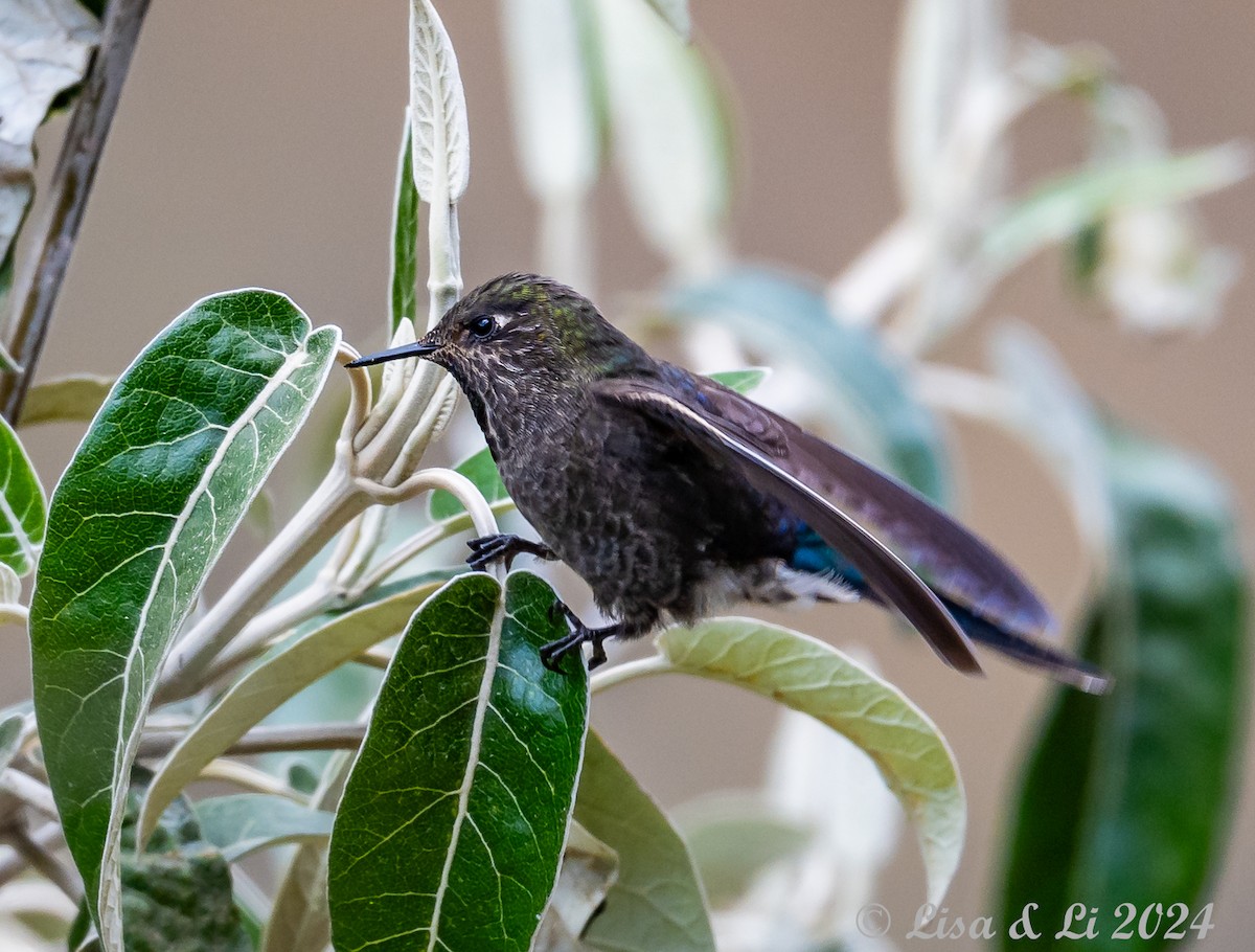 Blue-mantled Thornbill - ML623707344