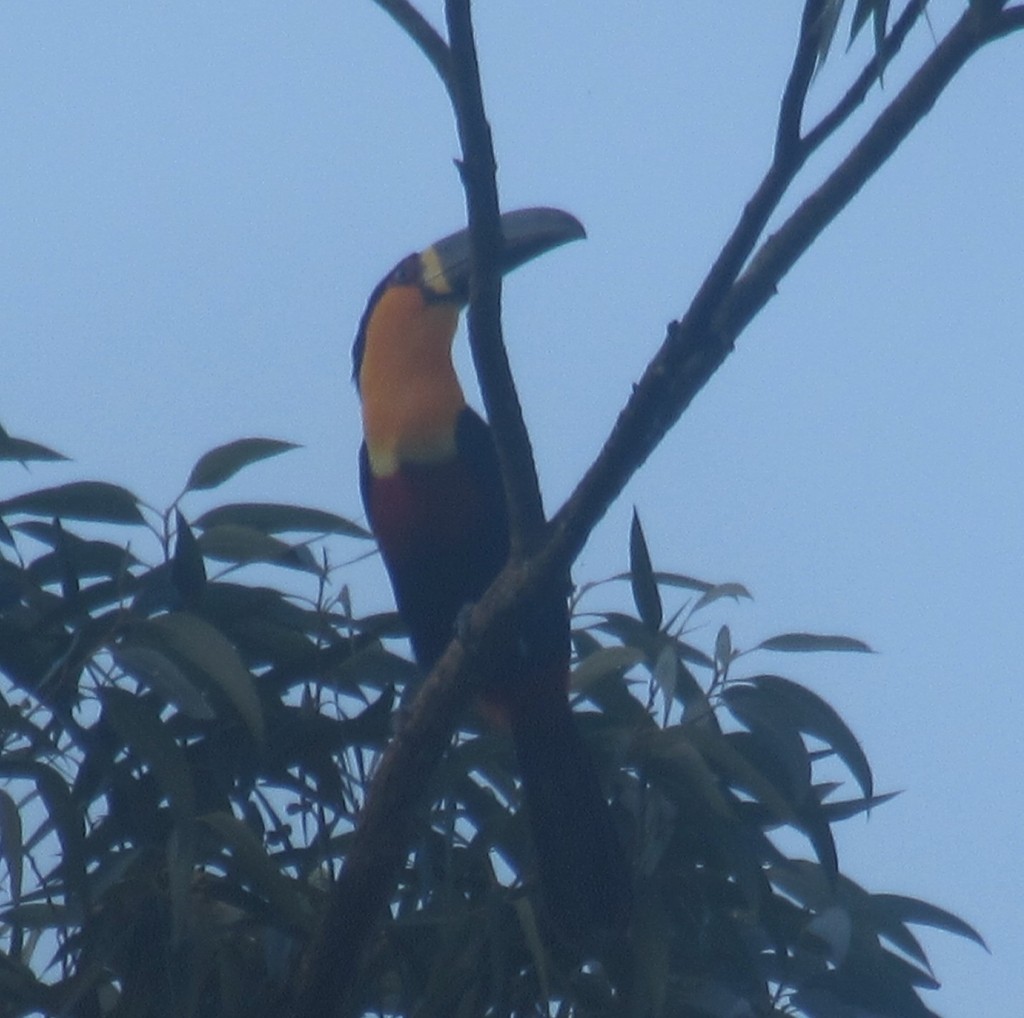 Channel-billed Toucan - Sávio Inácio