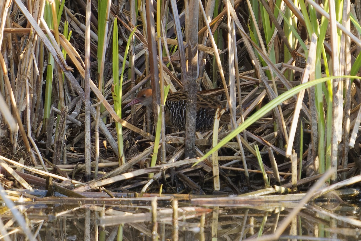 Lewin's Rail - Kevin Huang