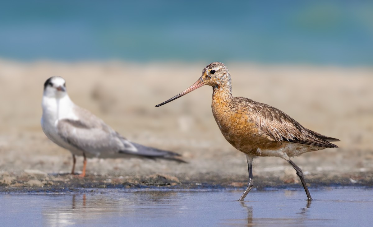 Bar-tailed Godwit - ML623707373