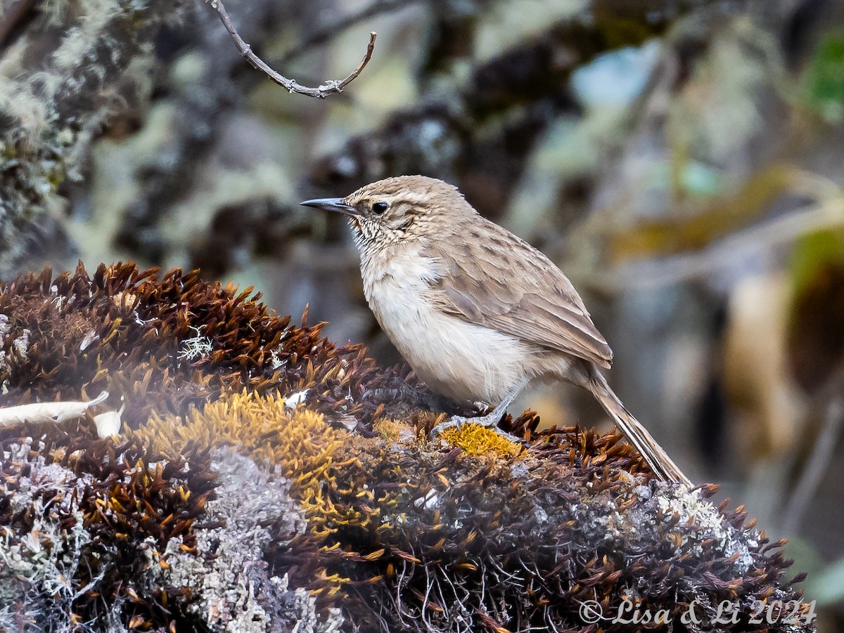 Streak-throated Canastero - ML623707406