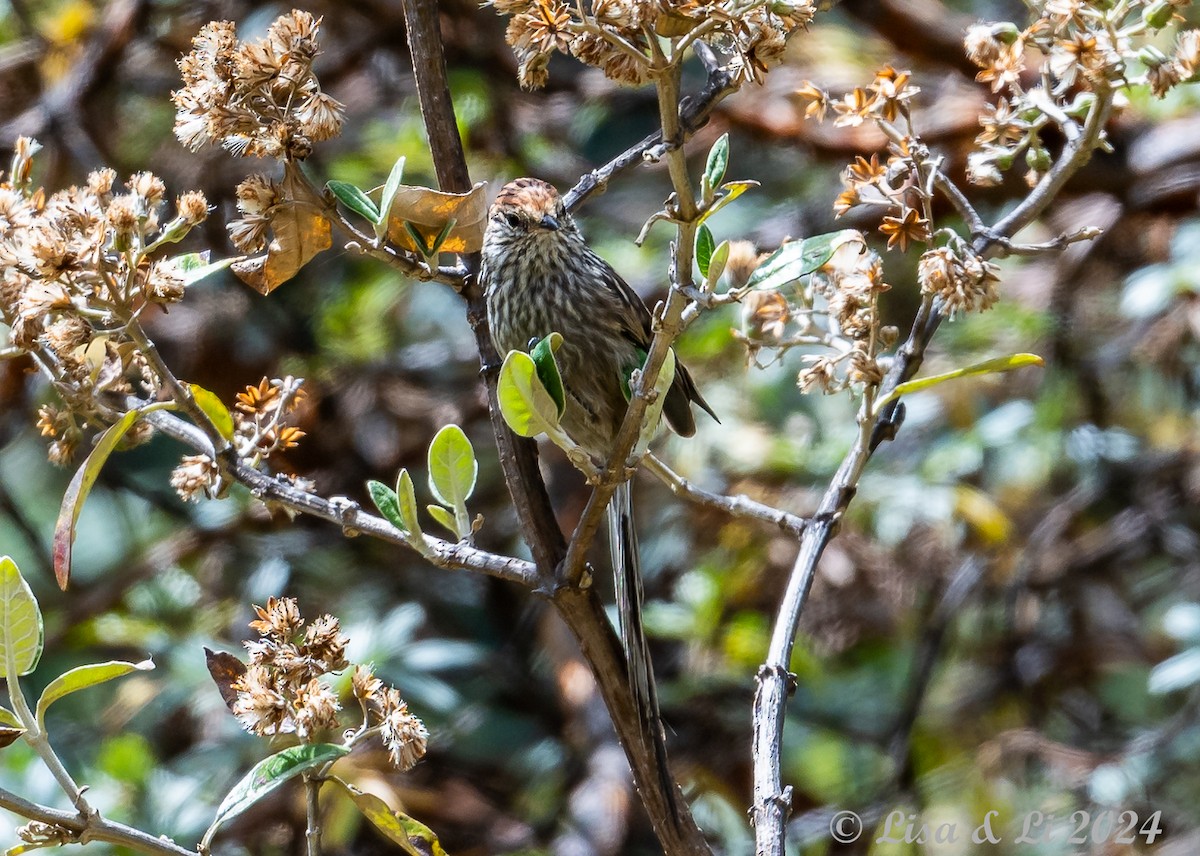 Rusty-crowned Tit-Spinetail - ML623707415