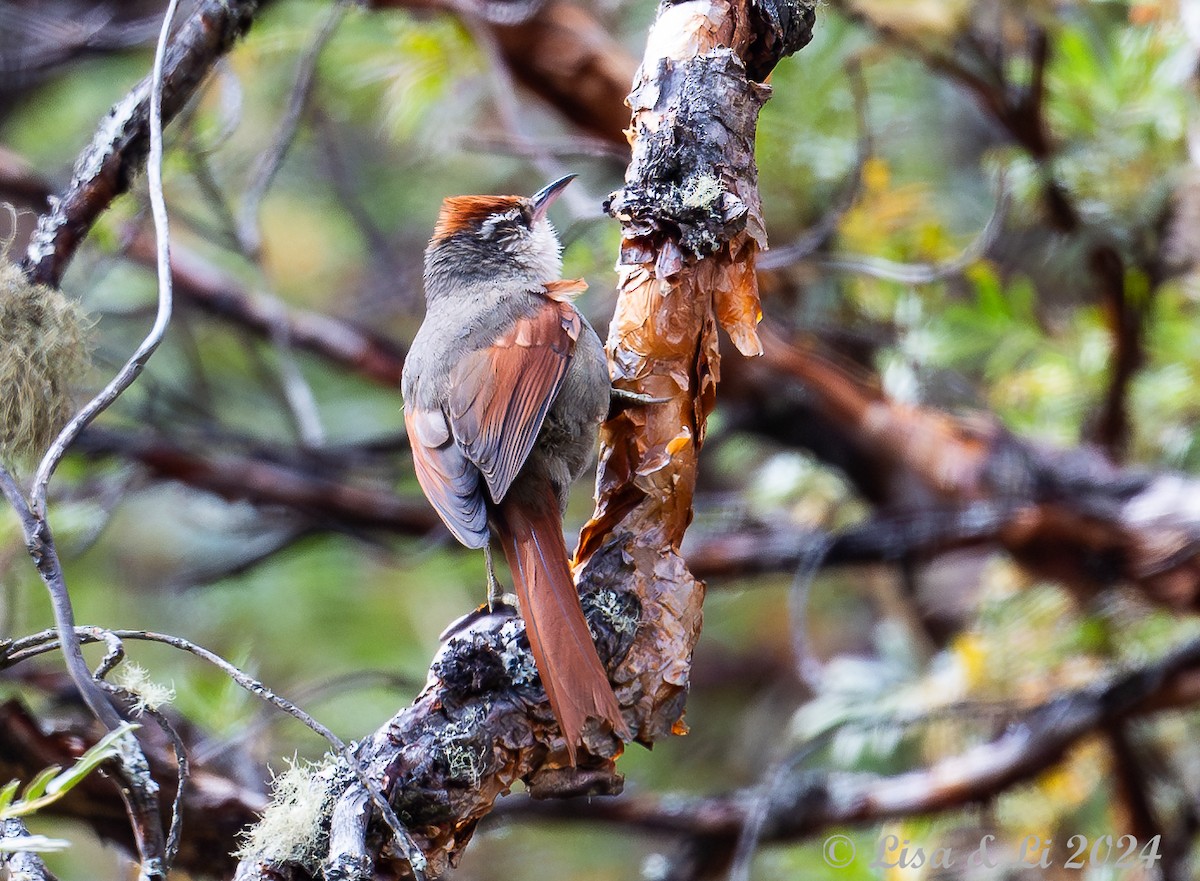 Line-cheeked Spinetail - ML623707423