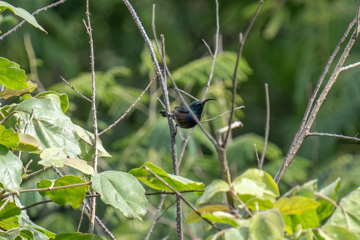 Loten's Sunbird - Jawadali K