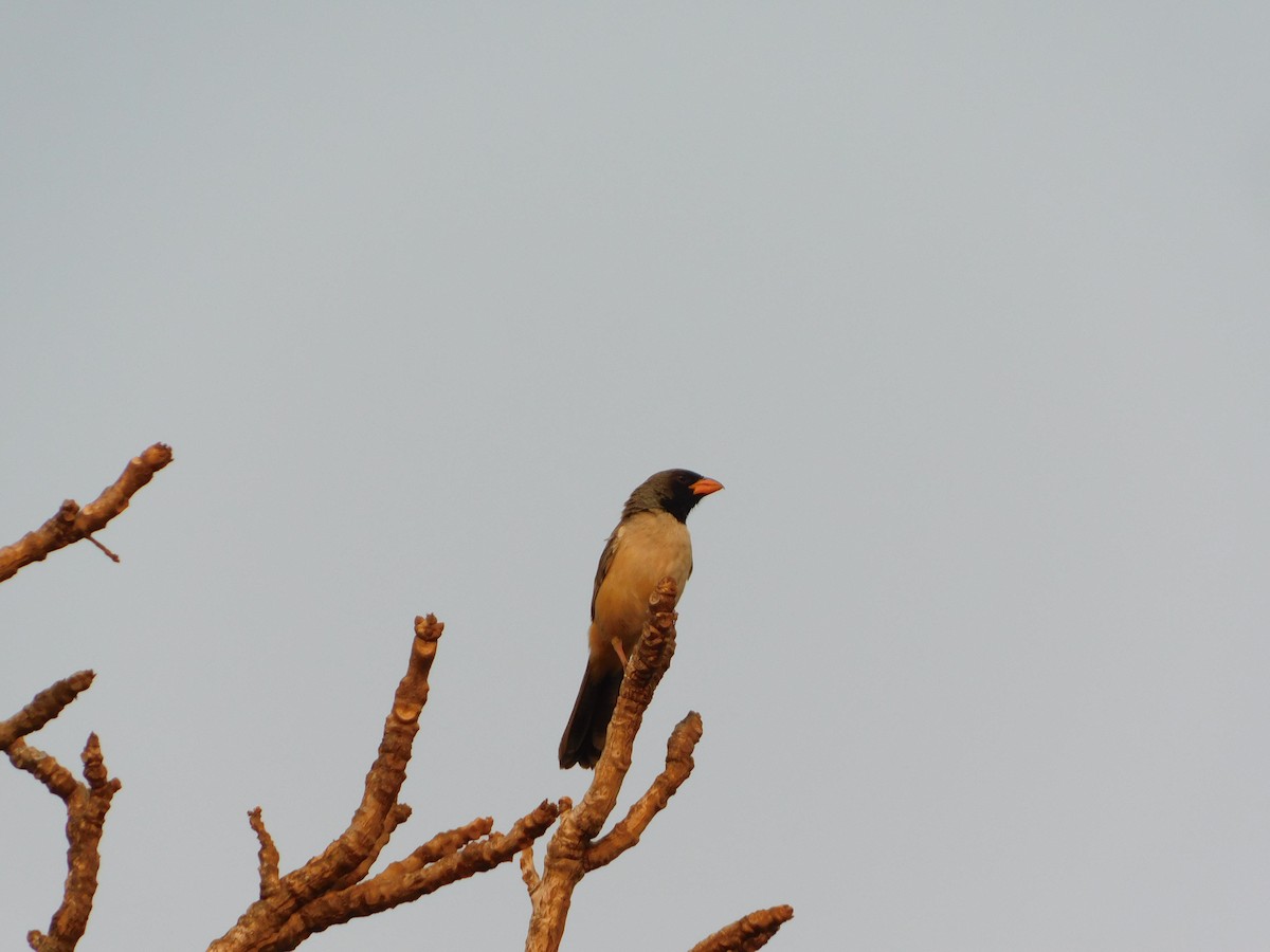 Black-throated Saltator - ML623707435