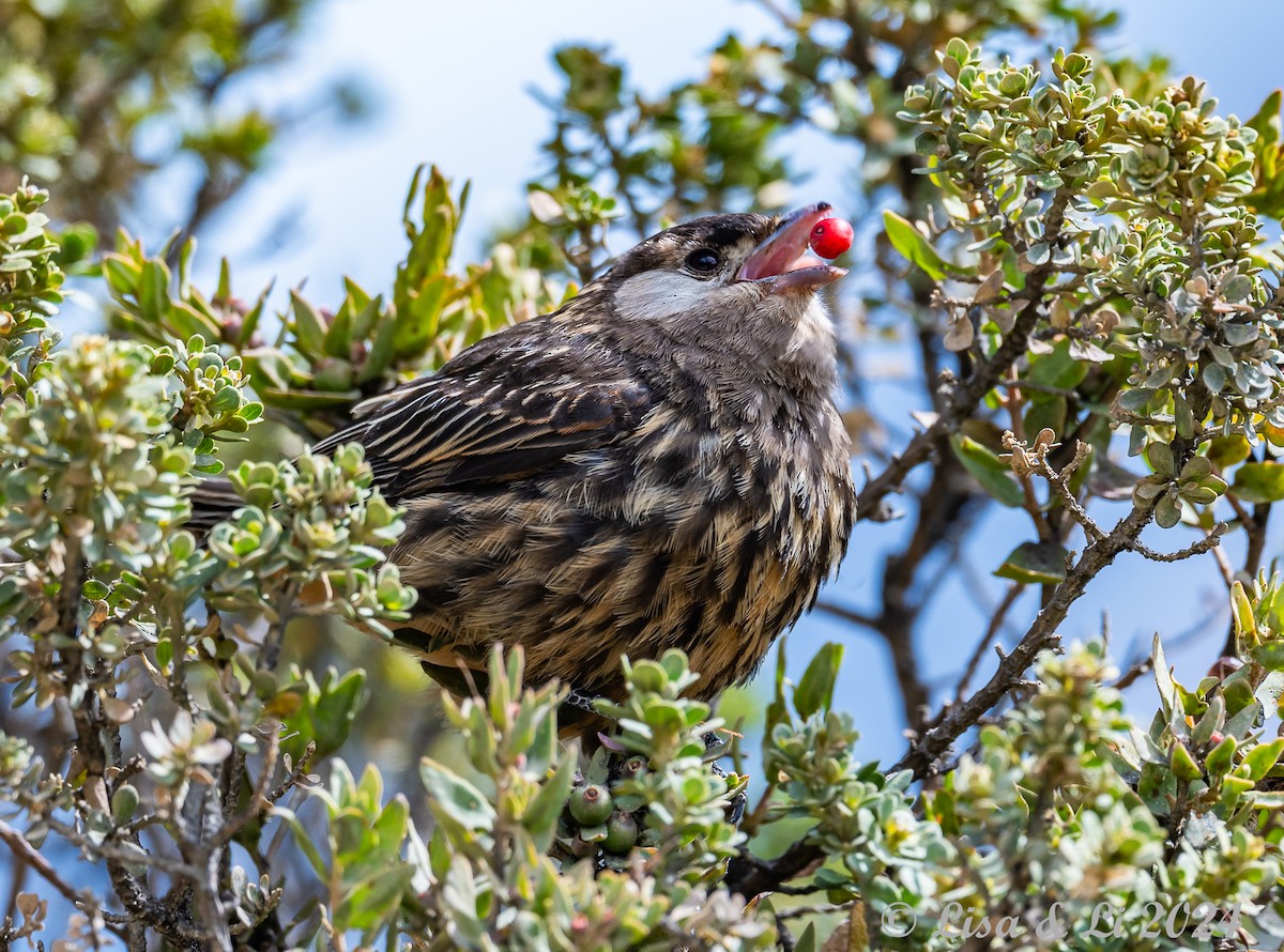 White-cheeked Cotinga - ML623707460