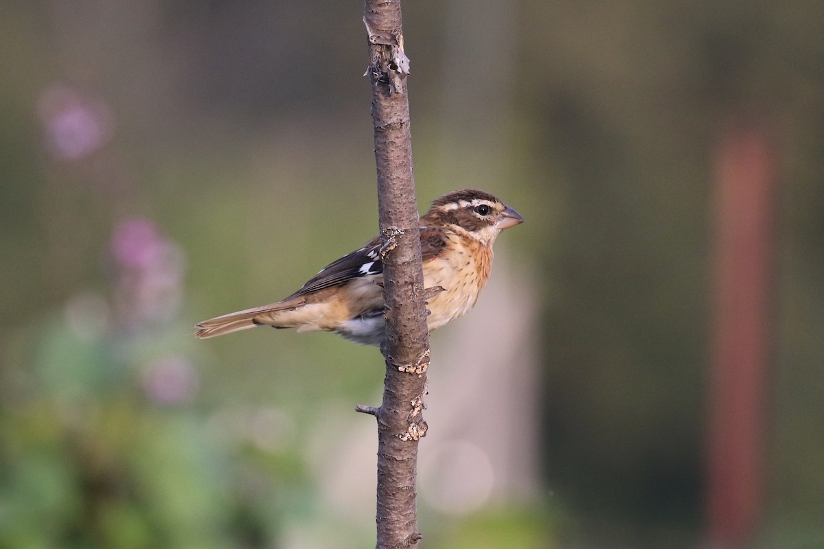 Rose-breasted Grosbeak - ML623707466