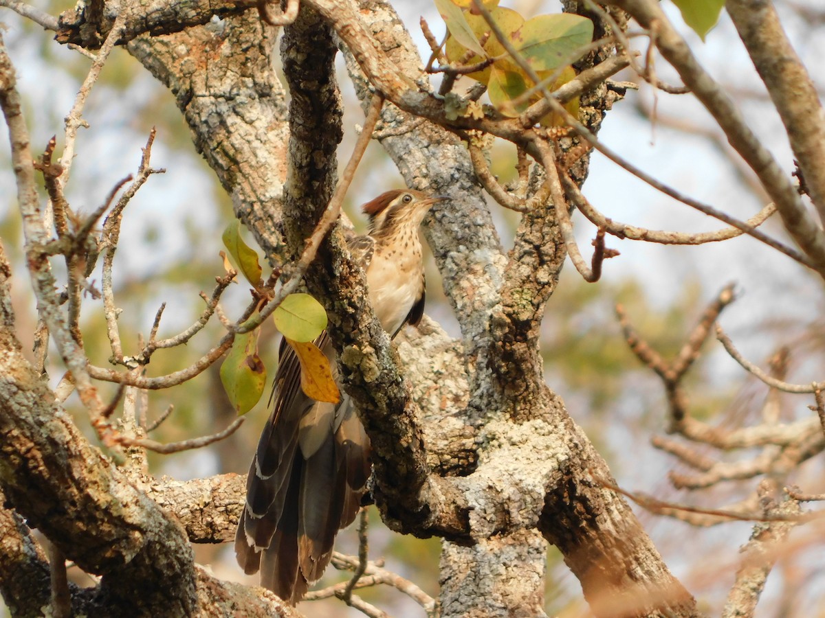 Pheasant Cuckoo - ML623707488