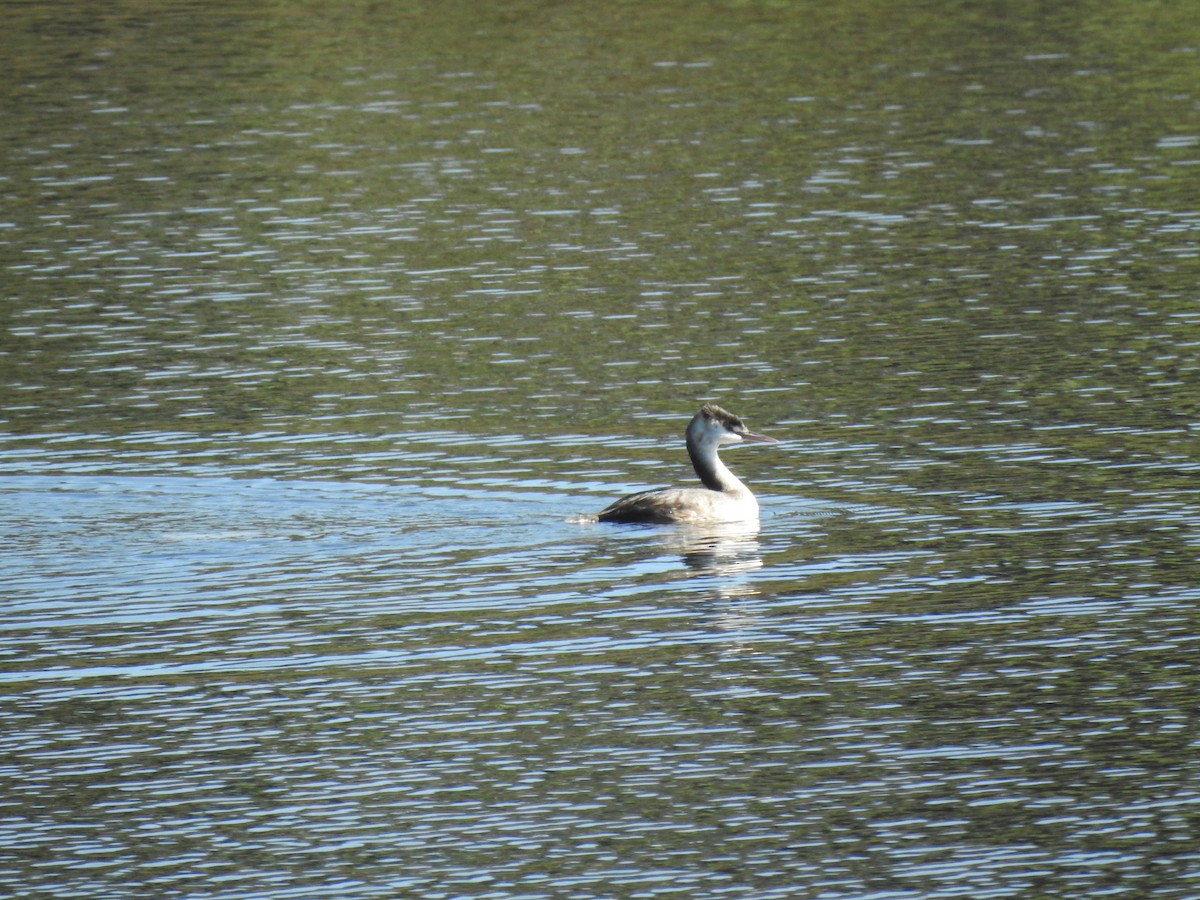 Great Crested Grebe - ML623707514
