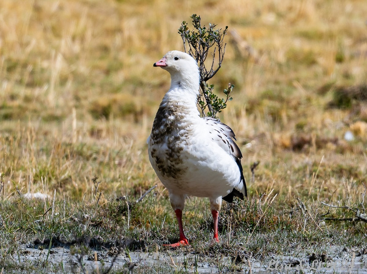 Andean Goose - ML623707538