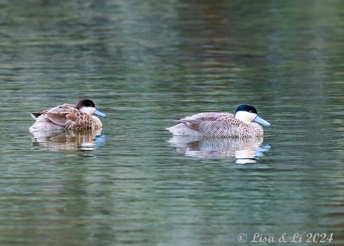 Puna Teal - Lisa & Li Li