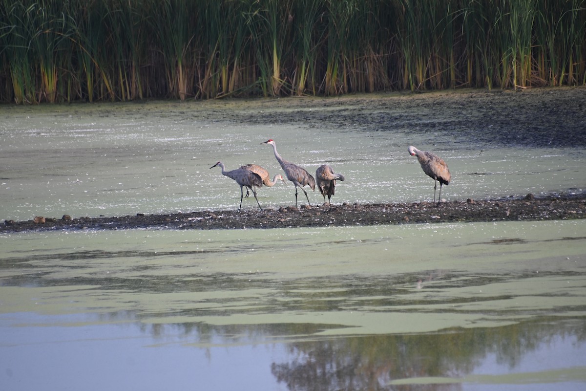 Sandhill Crane - ML623707593