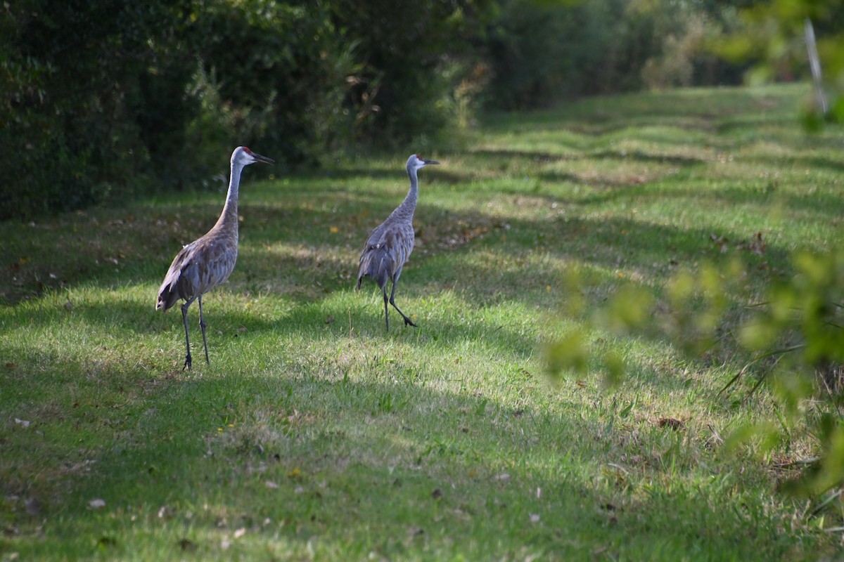 Sandhill Crane - Ian Baird