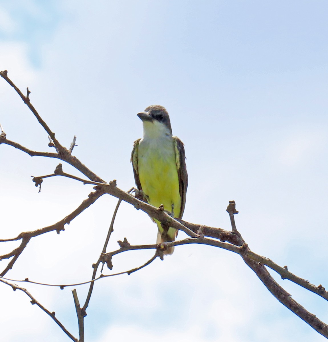 Thick-billed Kingbird - ML623707615