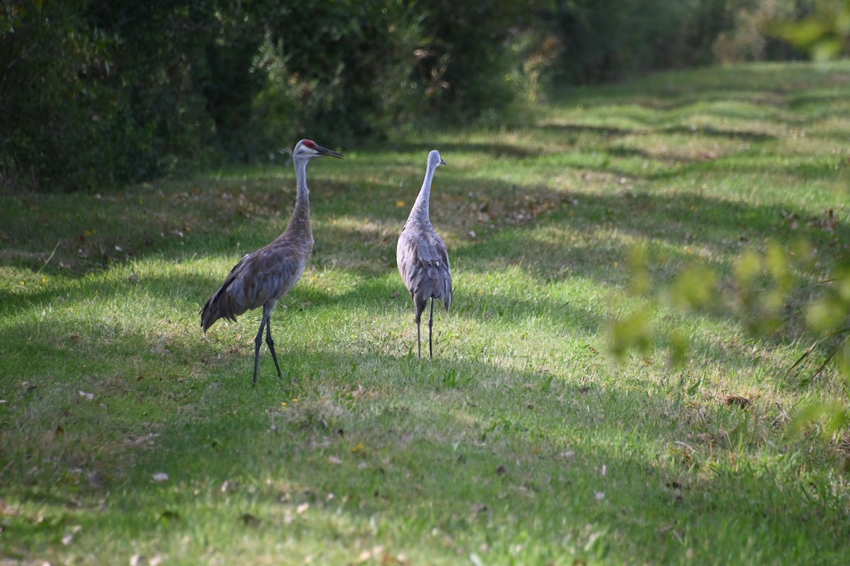 Sandhill Crane - ML623707621