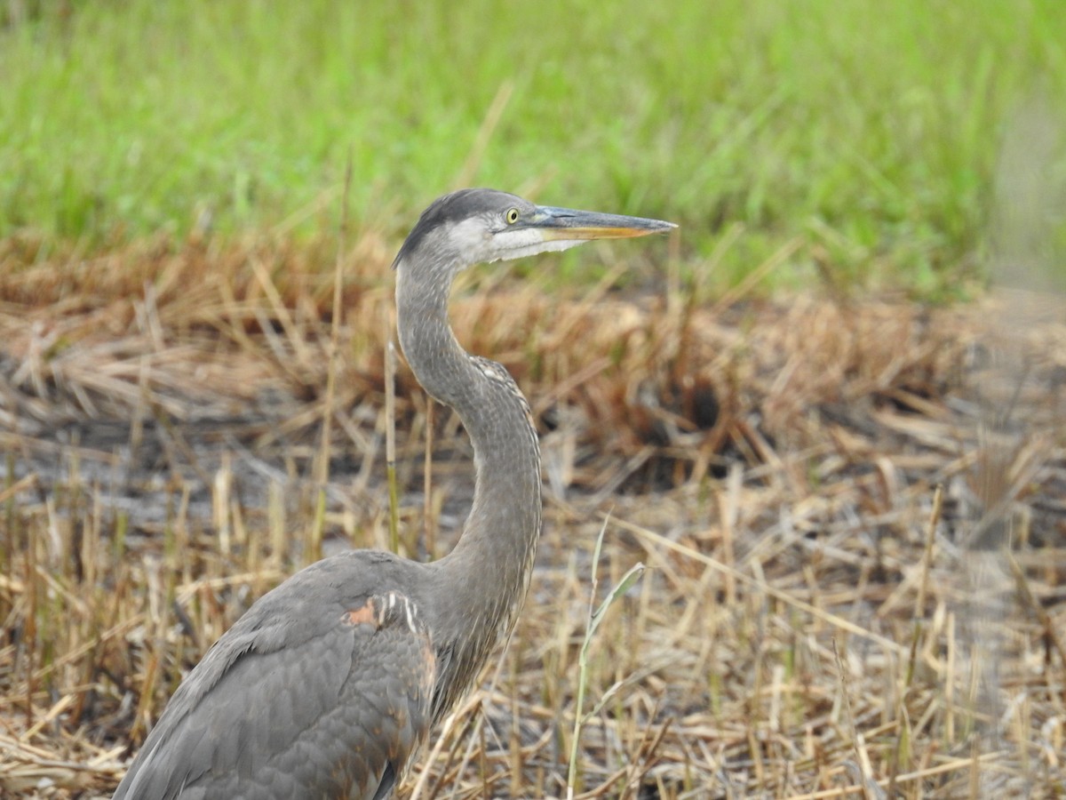 Great Blue Heron - ML623707657