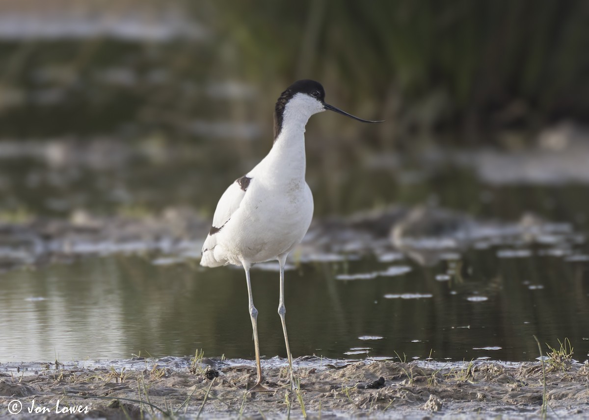 Pied Avocet - ML623707681