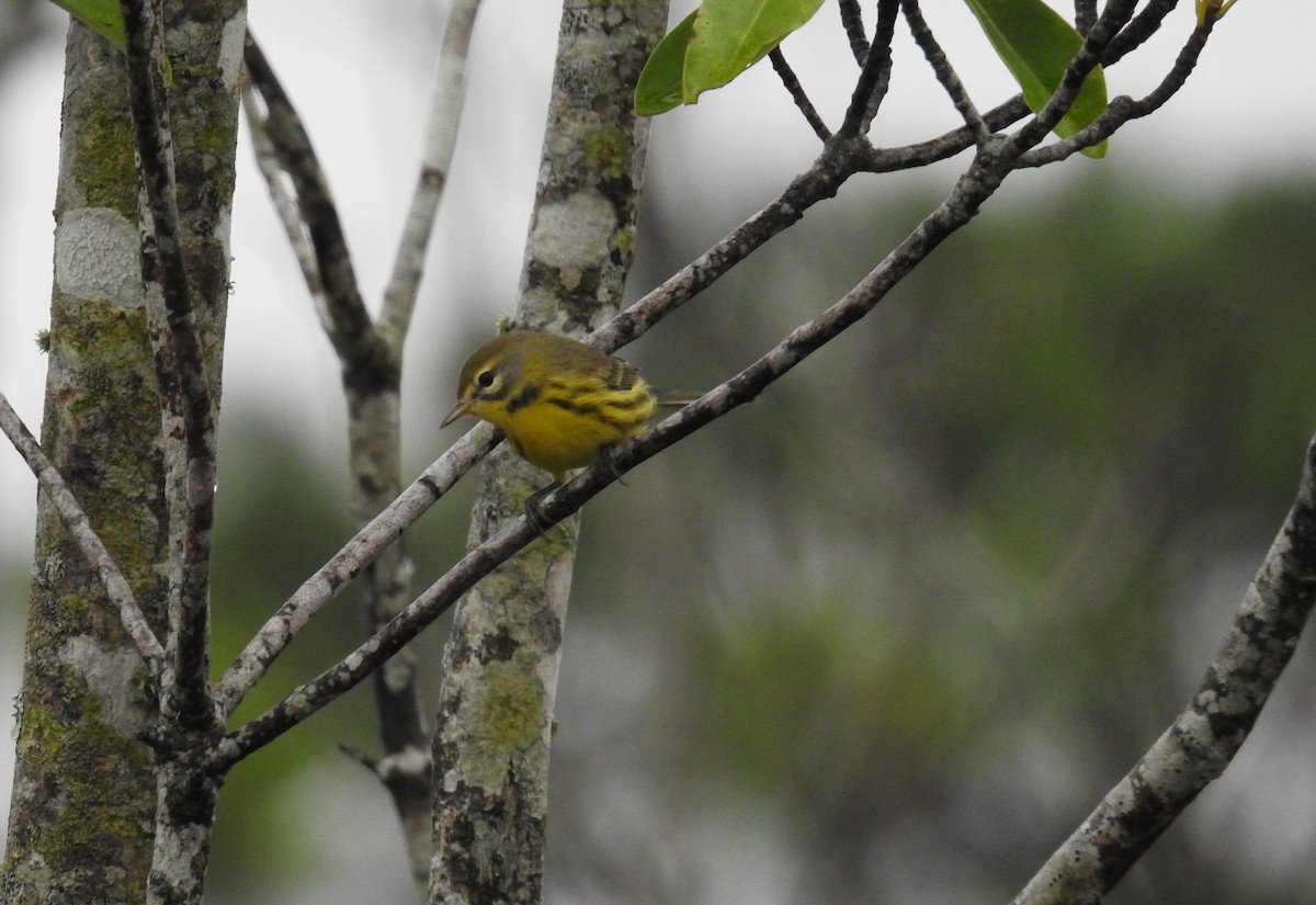 Prairie Warbler - ML623707691