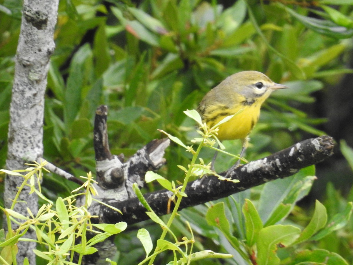 Prairie Warbler - ML623707702