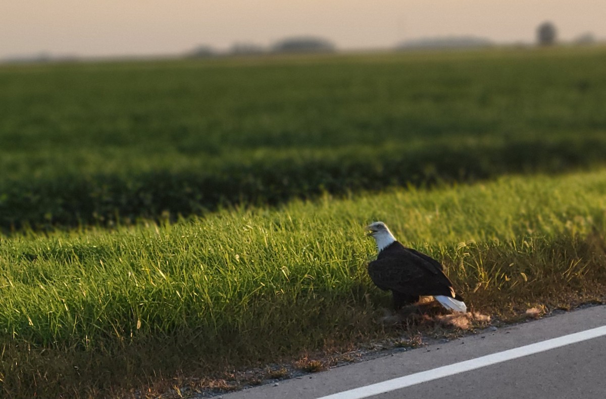 Bald Eagle - ML623707728