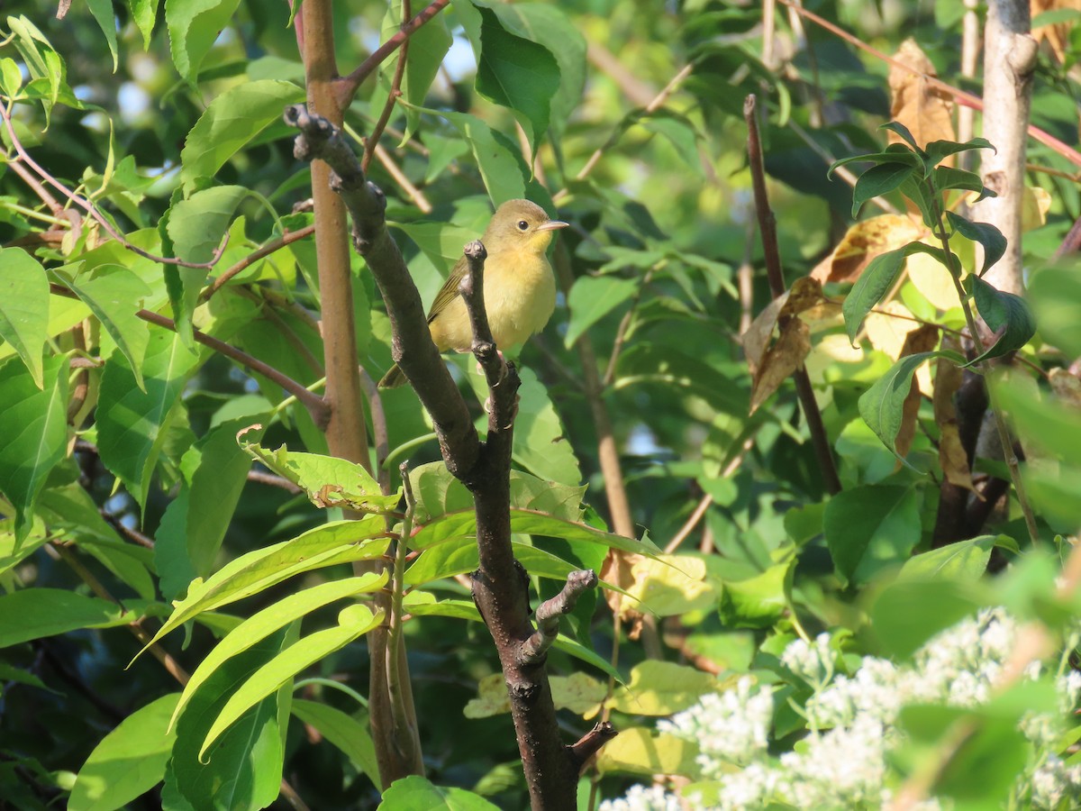 Common Yellowthroat - ML623707733