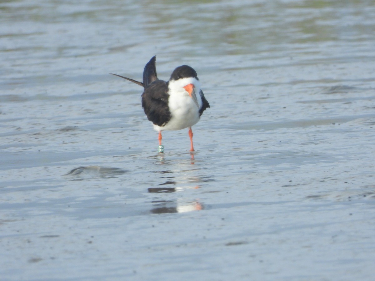 Black Skimmer - ML623707737