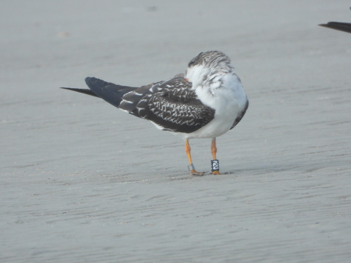 Black Skimmer - ML623707738