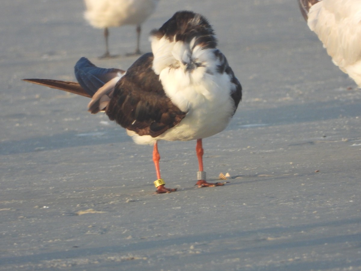 Black Skimmer - ML623707740