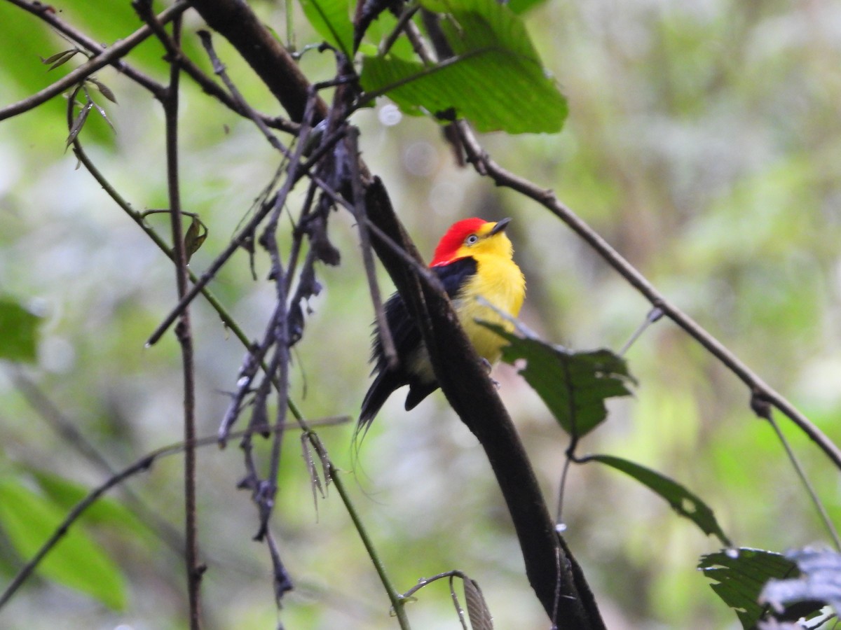 Wire-tailed Manakin - Kay Zagst