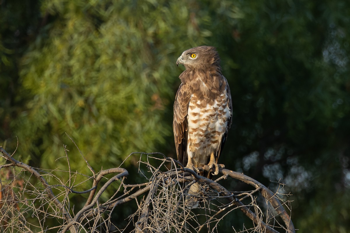 Short-toed Snake-Eagle - ML623707782