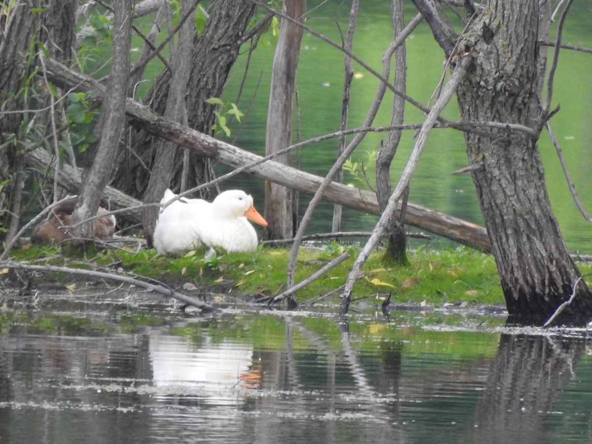 Mallard (Domestic type) - Matthew Thompson