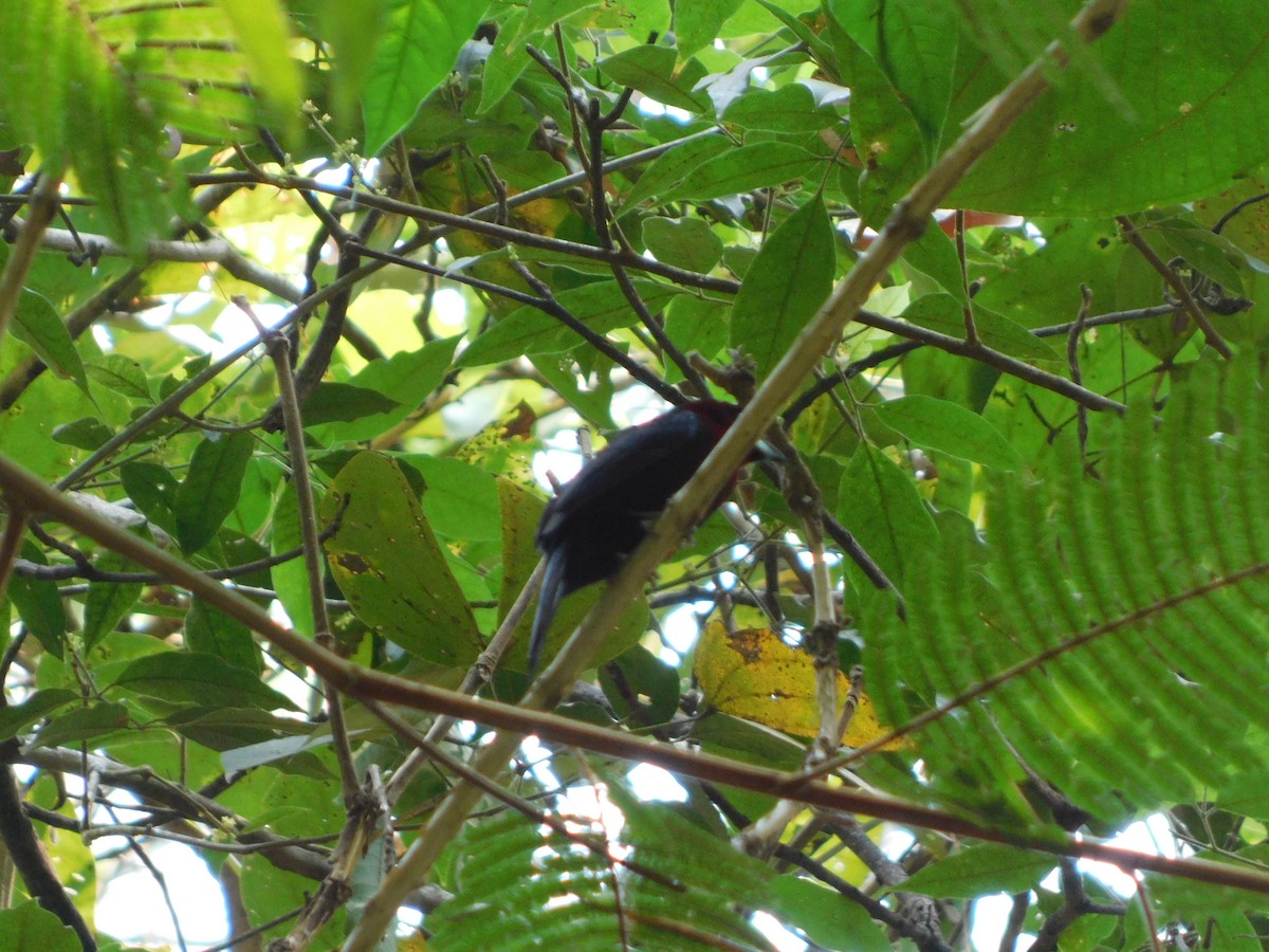 Silver-beaked Tanager - ML623707813