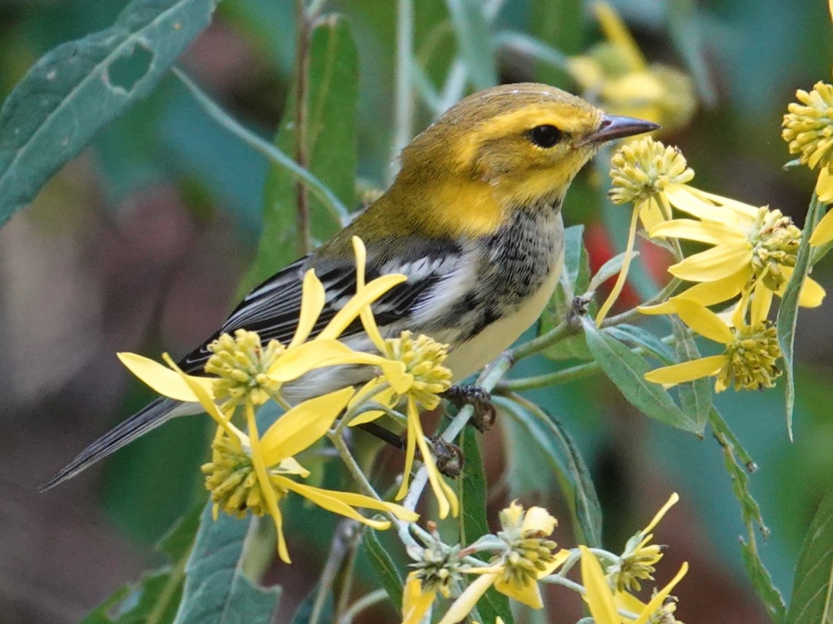 Black-throated Green Warbler - ML623707837