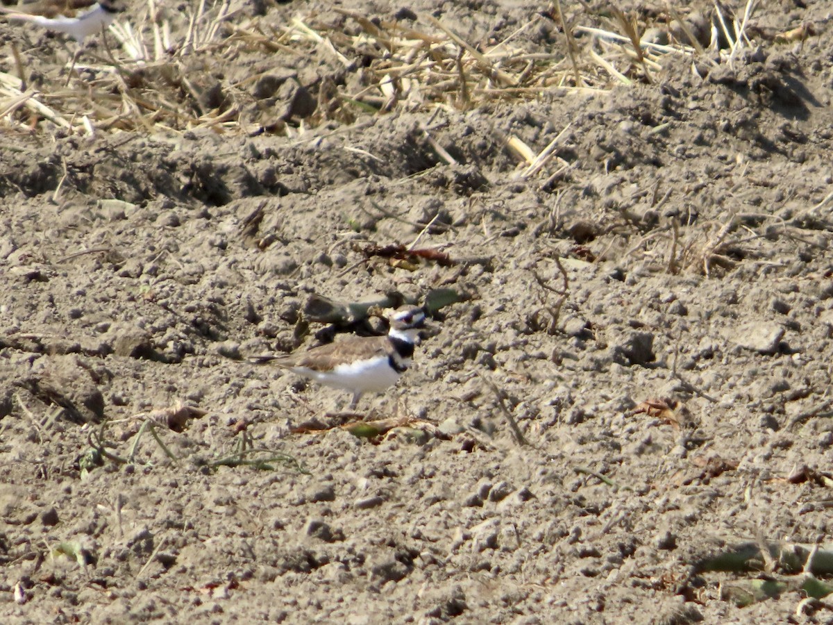 Killdeer - ML623707851