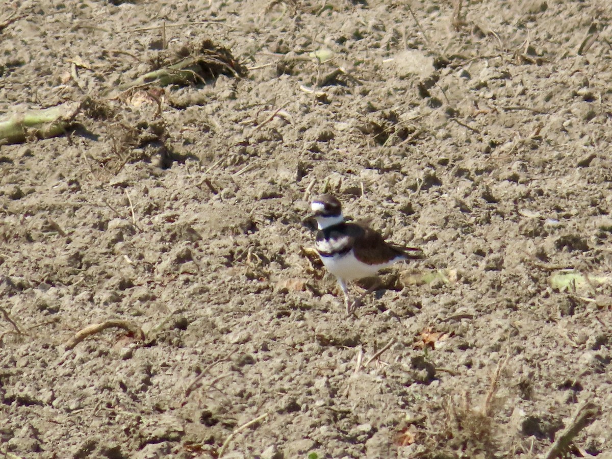 Killdeer - ML623707856