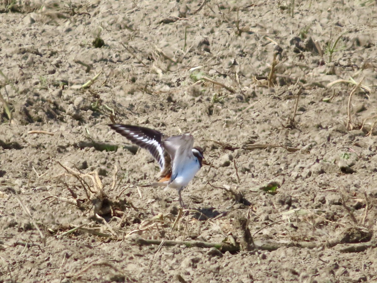 Killdeer - ML623707873