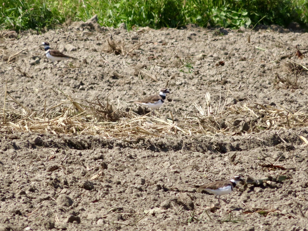 Killdeer - ML623707876