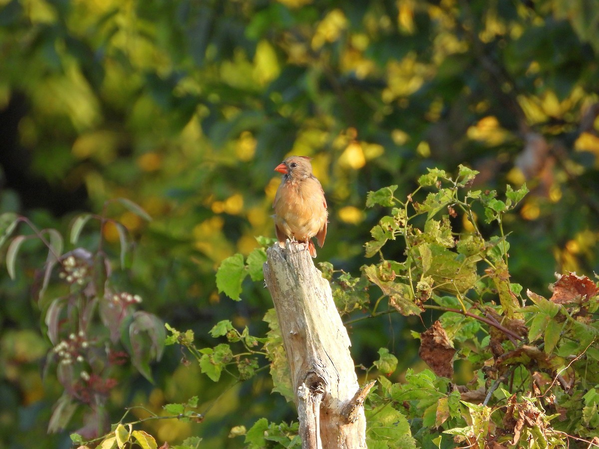 Northern Cardinal - ML623707886