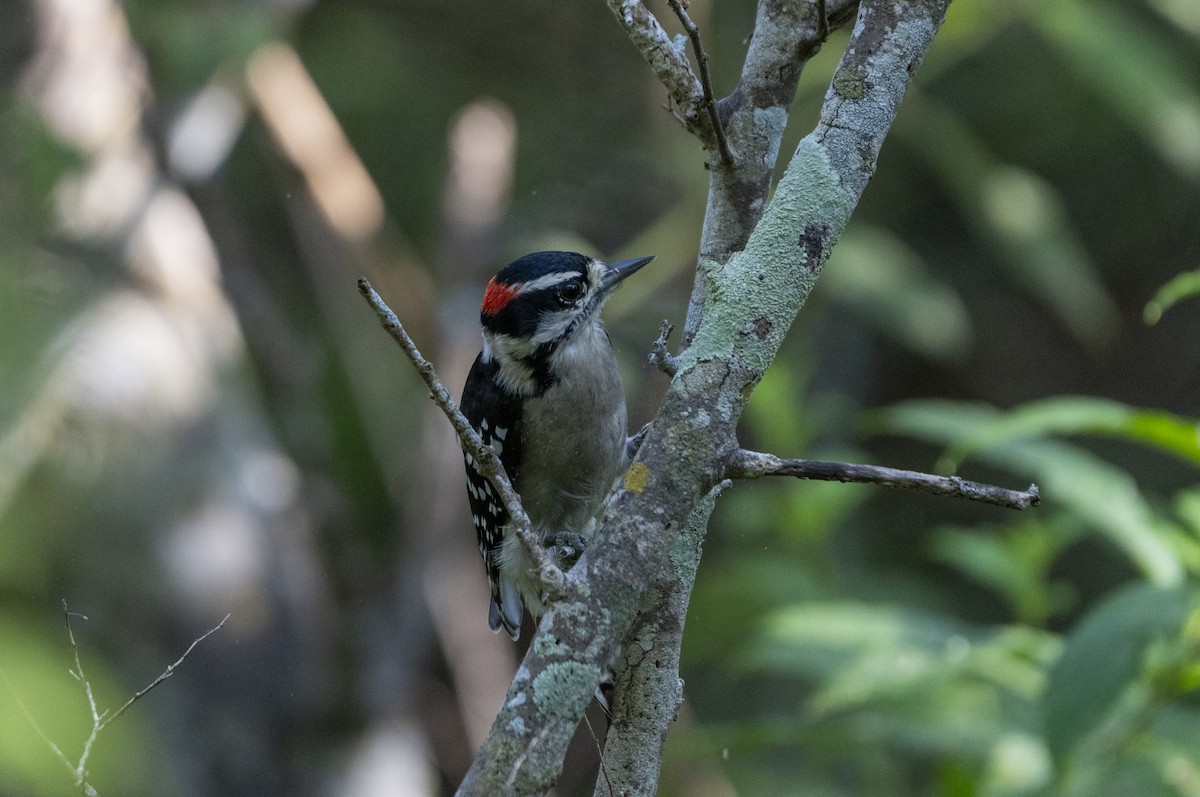 Downy Woodpecker - Joni Reeder