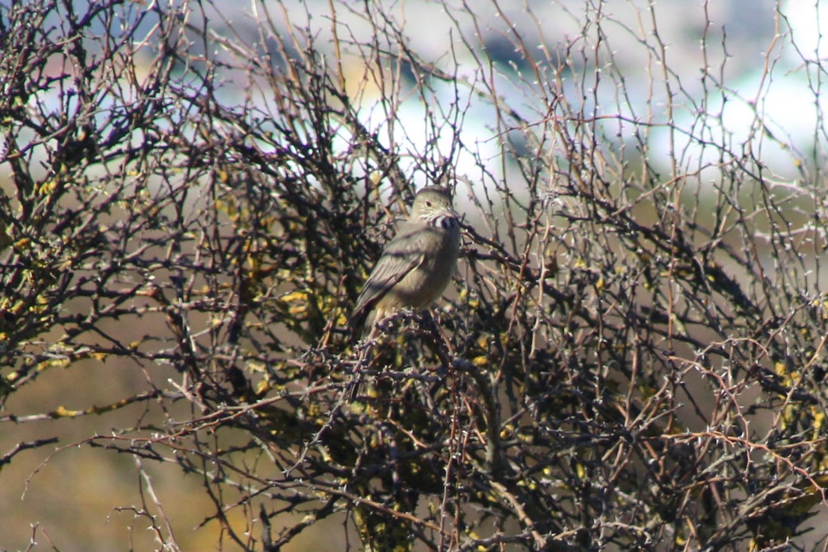 Great Shrike-Tyrant - Jose Rebolledo