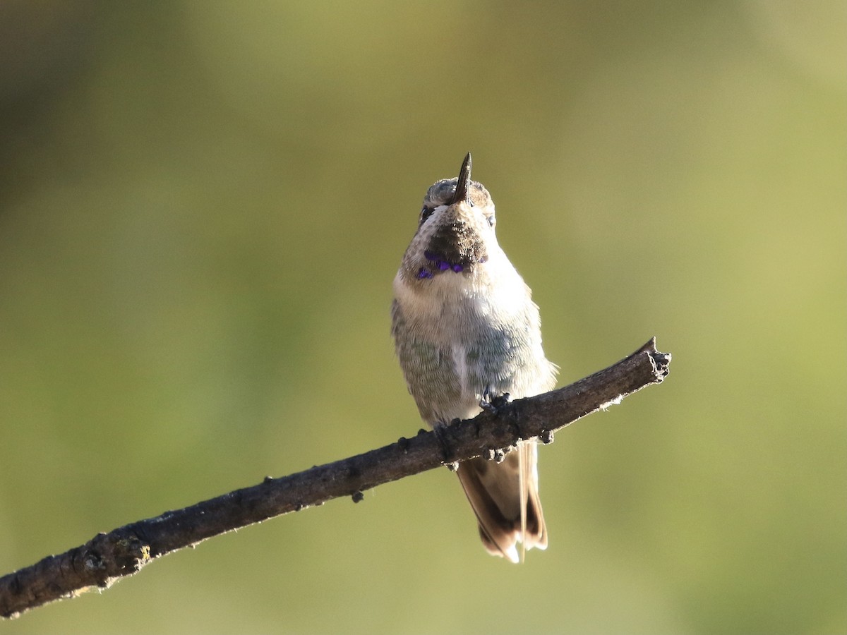 Costa's Hummingbird - ML623707946