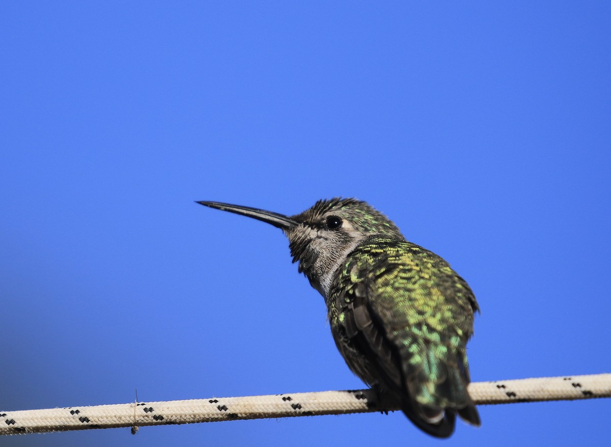 Costa's Hummingbird - ML623707947