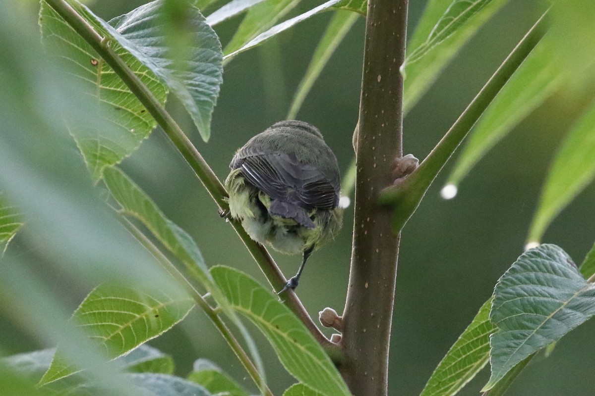 Philadelphia Vireo - ML623707961