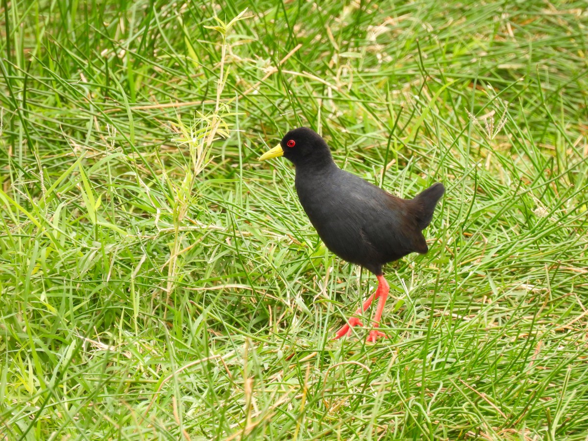 Black Crake - ML623708016