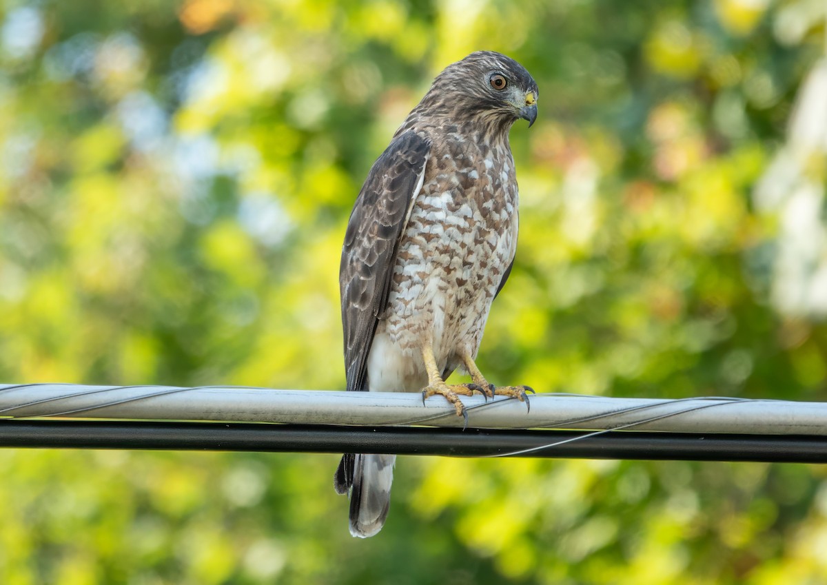 Broad-winged Hawk - ML623708067