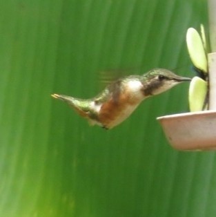 Colibrí Amatista - ML623708069