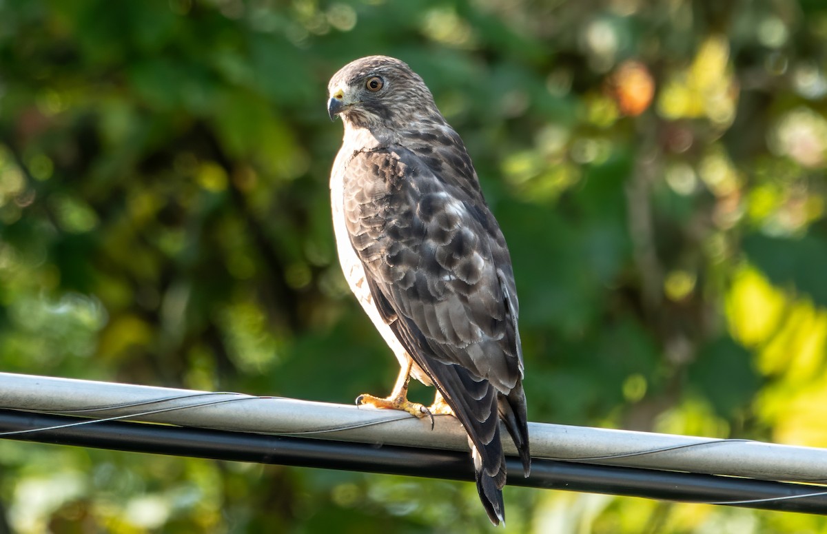 Broad-winged Hawk - ML623708071