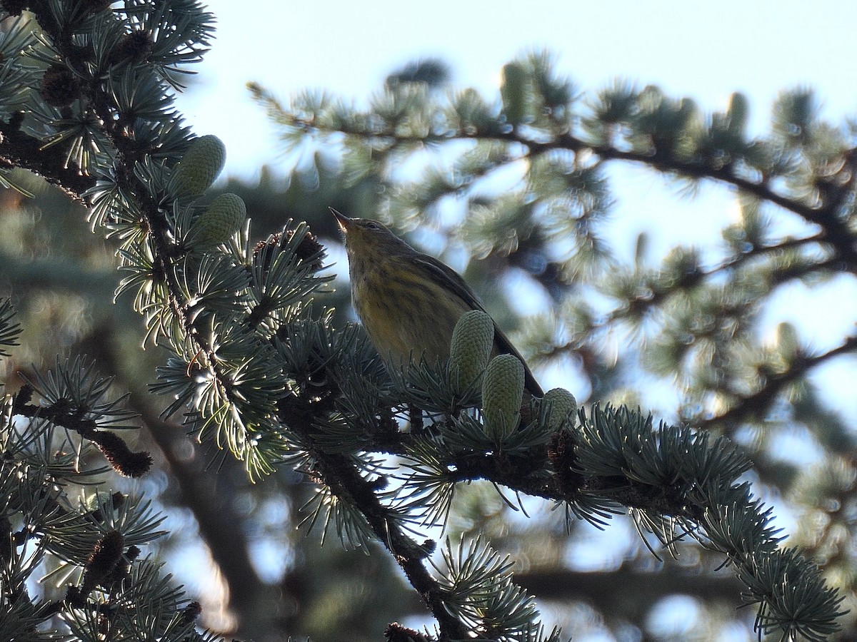 Cape May Warbler - ML623708078