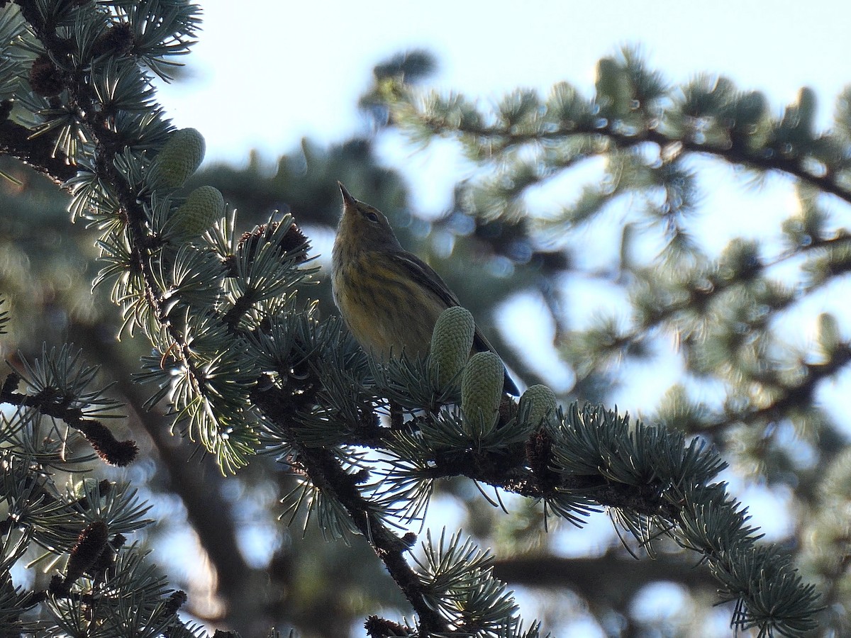 Cape May Warbler - ML623708079