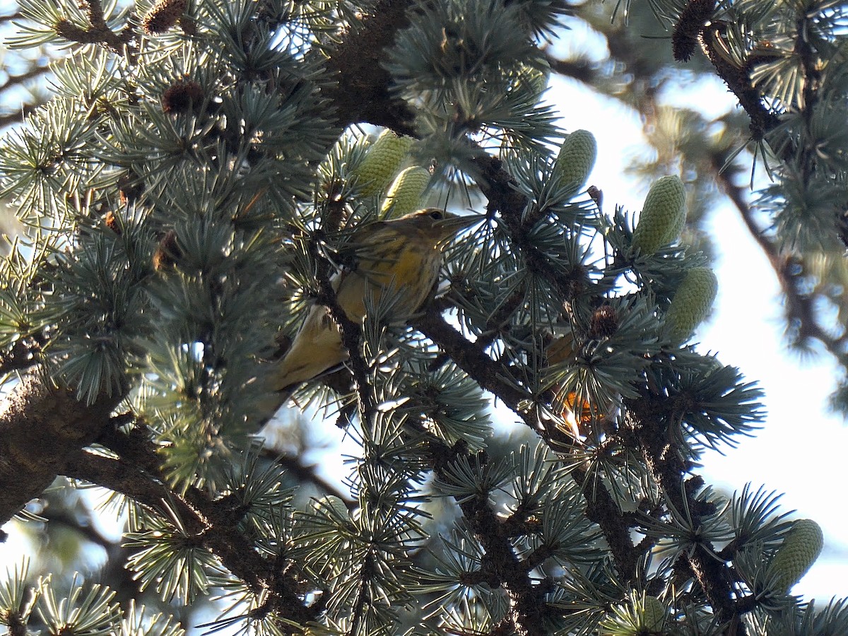 Cape May Warbler - ML623708080